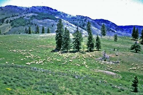Sheep near Wolf Creek Pass, 1969, Arthur Scott