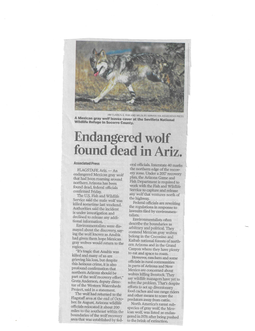 Endangered Wolf Found Dead